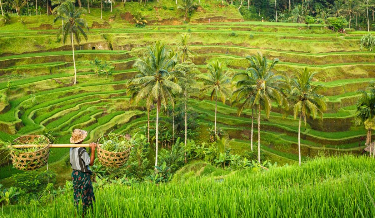 rijstvelden Bali